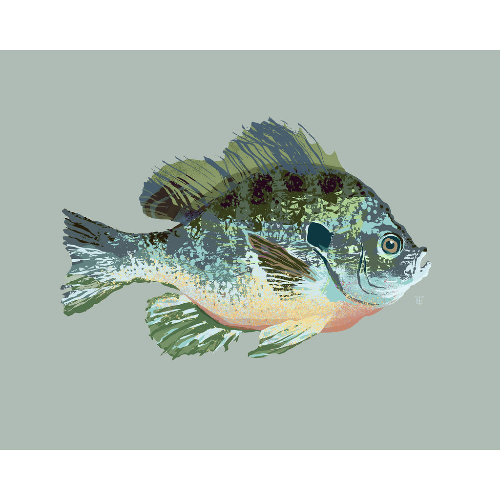 bluegill drawing in a modern style on a light sage green background