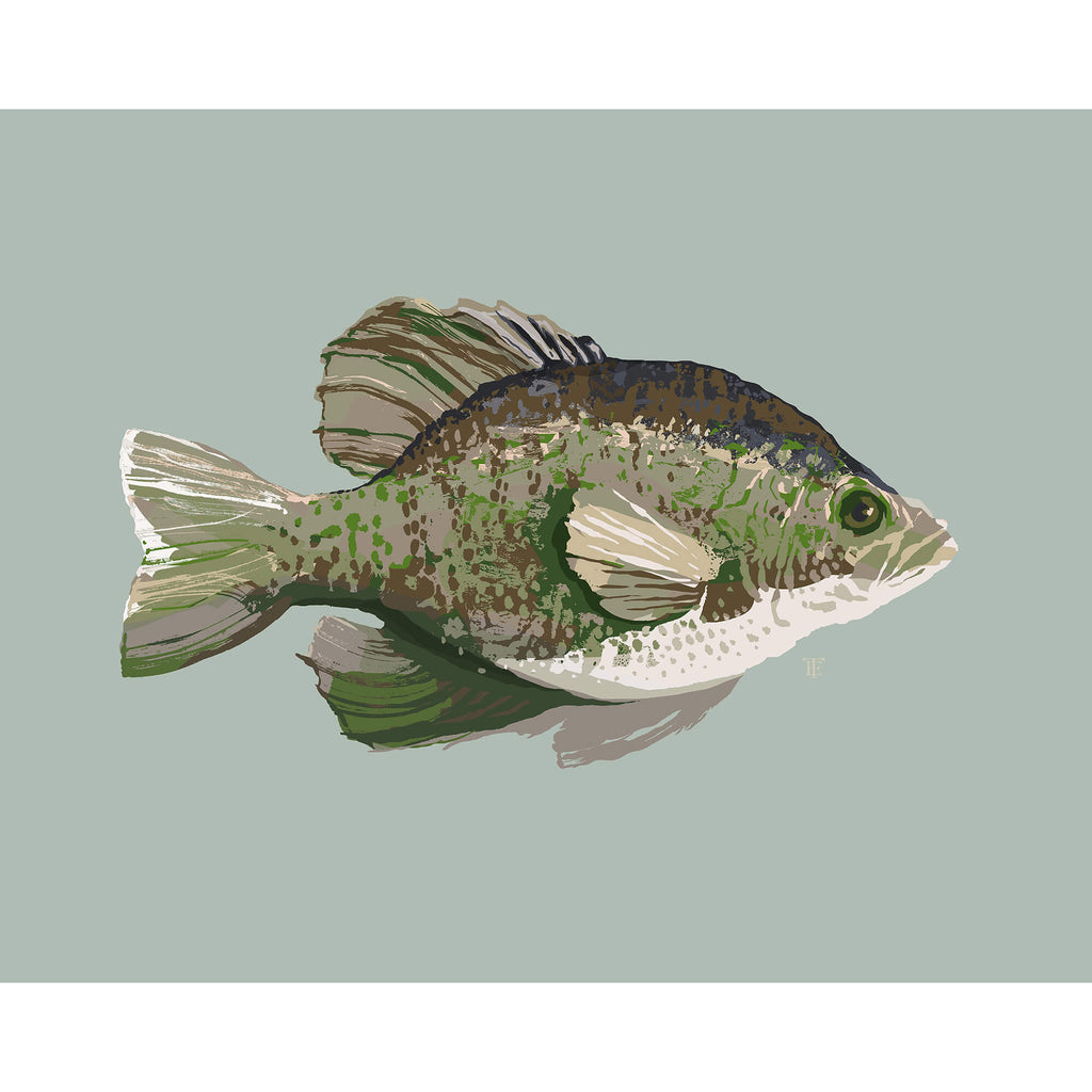 crappie drawing in a modern style on a light green background