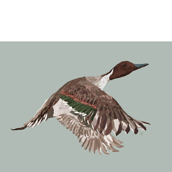 pintail artwork on a light background