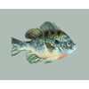 bluegill drawing in a modern style on a light sage green background
