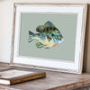 bluegill drawing in a white wooden frame on a desktop