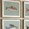 detail of a set of four fishing watercolor prints in frames