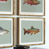 brown trout artwork in a frame, it is part of a set of fly fishing poster art