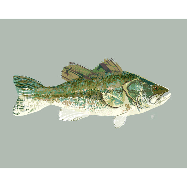 largemouth bass drawing in a loose brushwork style on a light green background