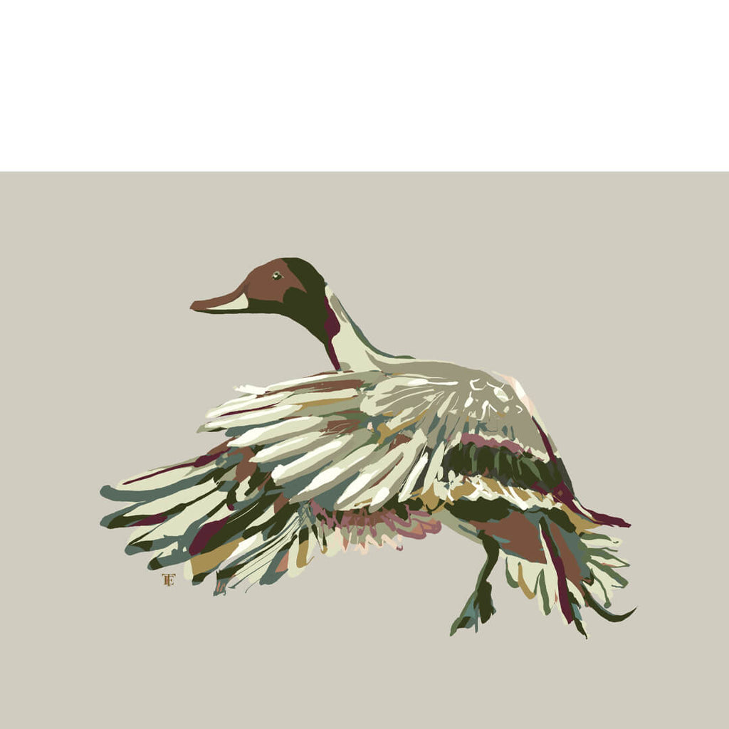 pintail duck art print