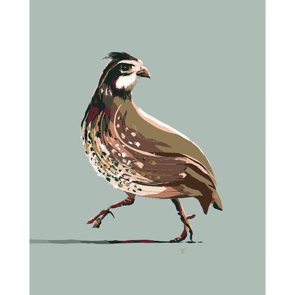 Quail Drawing on a light gray-green background