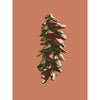 pine cone art print in earthy pinks