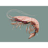 modern shrimp prawn art print