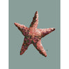 Modern coastal starfish art print in teal, burgundy, and pink