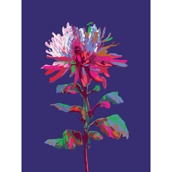 blue and pink chrysanthemum drawing