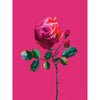 modern rose art print in hot pinks